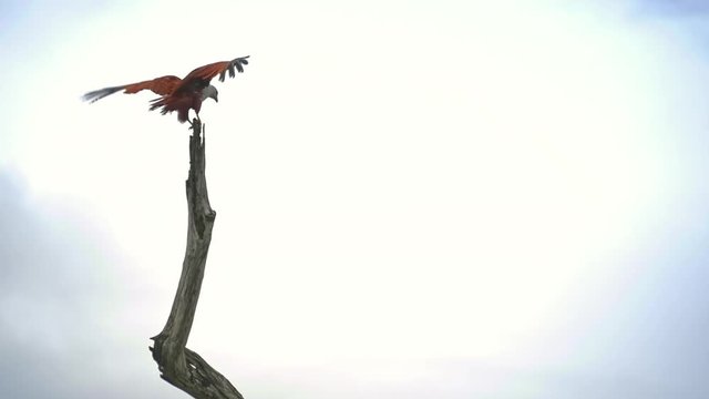Slow motion of flying Fish Eagle arriving and landing on dead wood amazing view. Freedom and strength concept background