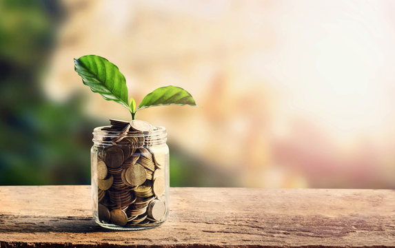 concept money saving coins in jar and small tree