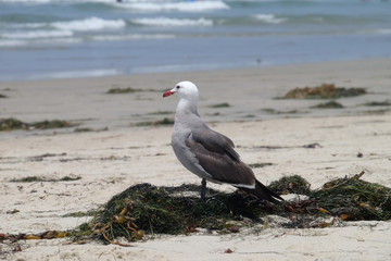 Seagull on the beach - California, United States