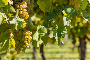 ripe Sauvignon Blanc grapes on vine in vineyard in autumn - obrazy, fototapety, plakaty