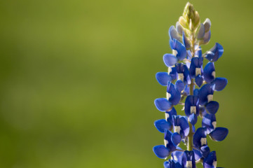 Bluebonnet