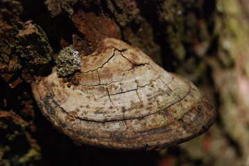 Mushroom