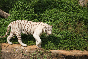 Fototapeta na wymiar White bengal tiger resting and walking