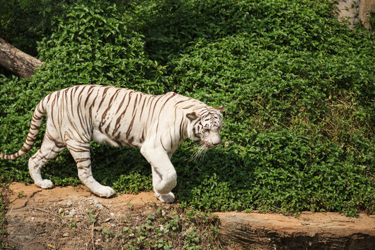 White bengal tiger resting and walking