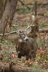 Obraz premium Whitetail Buck in the Woods