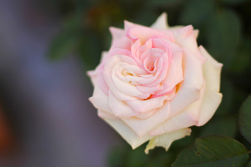 Beautiful rose flower