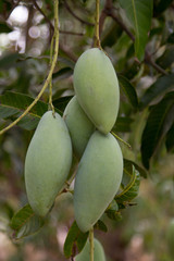 close up of mango fruit on a mango tree