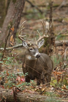 Fototapeta Whitetail Buck in the Woods
