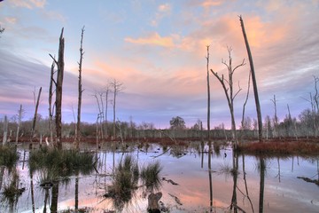 Swamp at sunrise.