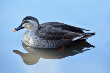Duck on Water
