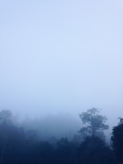 Misty Morning in Borneo Rainforest, Berau East Kalimantan Indonesia
