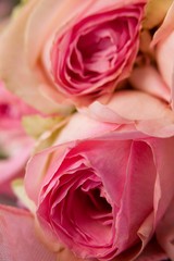 Fototapeta premium Close-up of pink roses