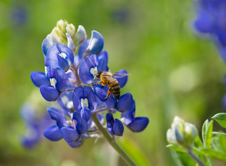 Bee pollinating Texas bluebonnet flower