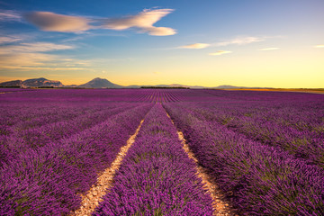 Fototapeta na wymiar Lavender flower blooming fields endless rows on sunset. Valensole Provence France