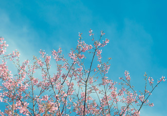 the blurred of Prunus cerasoides flower on blue sky background. pink sakura thailand