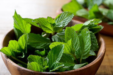 キューバミント