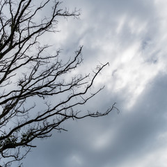 Died branch silhouette