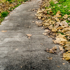 Concrete Pathway in garden