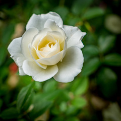 White rose on green background