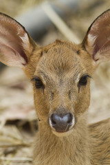 Young deer