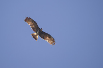 Juvenile snail-kite in flight