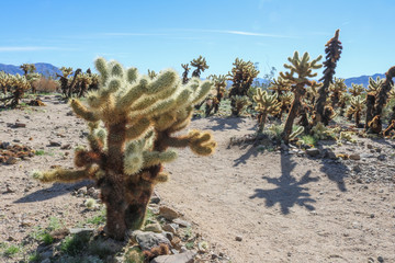 Cholla Cactus Garden cacti