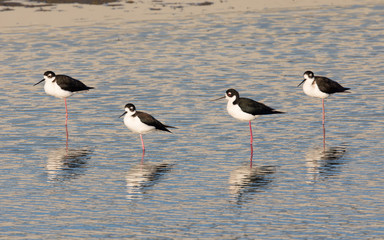 Group of black-necked stilts standing on one leg and their reflection, seen in a North California marsh