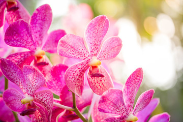 Obraz na płótnie Canvas orchid,
