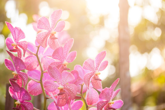 orchid, © jakkrid
