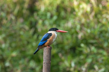 Black-capped Kingfisher (Halcyon pileata)