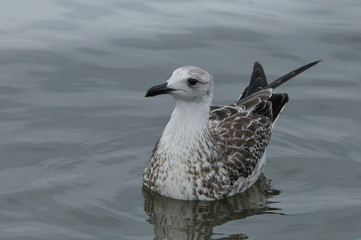 Heuglin's Gull (Larus heuglini) in thailand