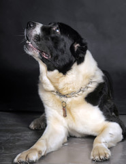 Beautiful black and white alabai central Asian shepherd dog