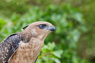 Crested Goshawk or Accipiter trivirgatus white tropical asian hawk eagle