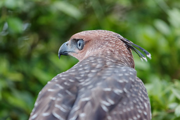 Crested Goshawk or Accipiter trivirgatus white tropical asian hawk eagle