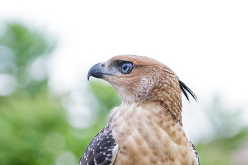 Crested Goshawk or Accipiter trivirgatus white tropical asian hawk eagle