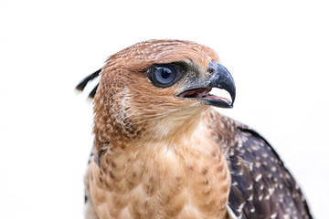 Crested Goshawk or Accipiter trivirgatus white tropical asian hawk eagle