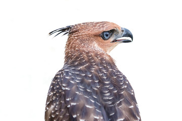 Crested Goshawk or Accipiter trivirgatus white tropical asian hawk eagle