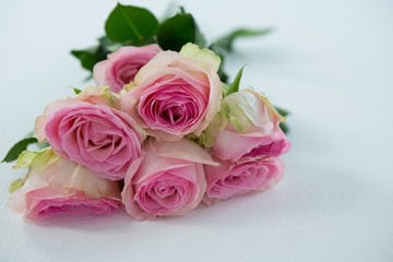 Bunch of pink roses on white background