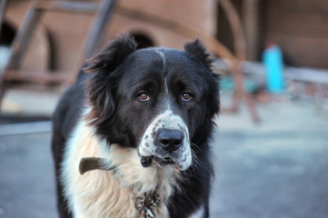 Beautiful black and white alabai central Asian shepherd dog