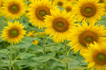 Naklejka premium beautiful of Sunflower blooming in Sunflowers garden