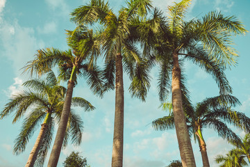 Fototapeta na wymiar Coconut palm trees in tropical beach Thailand
