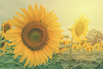 beautiful of Sunflower blooming in Sunflowers garden