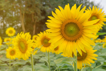 beautiful of Sunflower blooming in Sunflowers garden