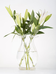 Beautiful white lily flower growing in a vase