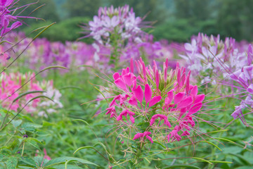 Cleome flower (Cleome hassleriana) or spider flower in beautiful garden