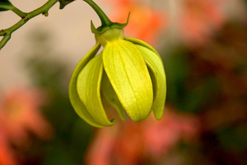 Ylang  - ylang flower (Cananga odorata)