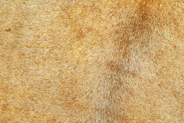 Close-up view of an old antique drumhead surface is made from buffalo leather. Abstract full frame detail of an old skin drumhead. Natural leather texture background from musical instrument.