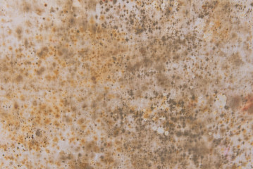Texture of canvas covered with mold or fungus