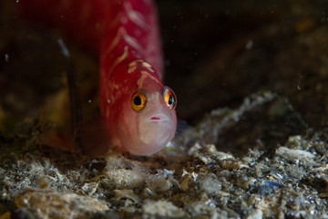 Red Gunnel