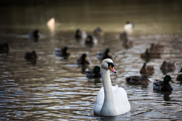 SWAN, WATER, POND, UTAH, WILDLIFE, BIRDS 